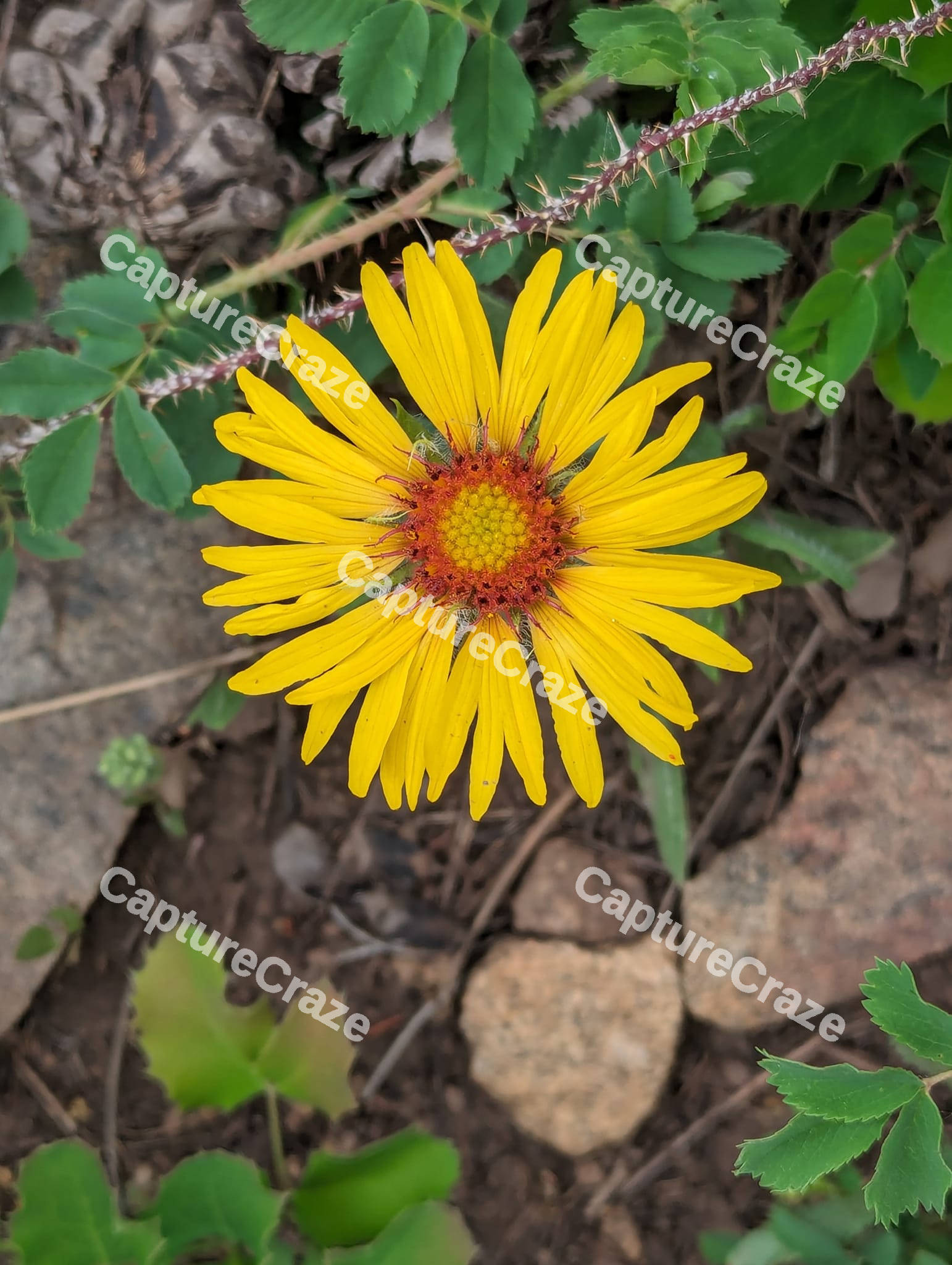 Yellow Leopards flower